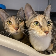 Jollie en Judy, poes, 1 jaar