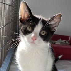 Kikki en Kayli, poes, 9 weken