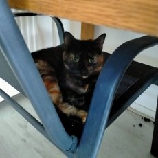 Kensy, poes, 10 jaar