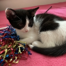 Kikki en Kayli, poes, 9 weken