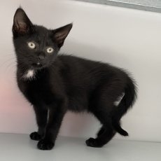 Kikki en Kayli, poes, 9 weken