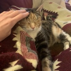 Kimmy, poes, 6,5 jaar