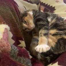 Kimmy, poes, 6,5 jaar