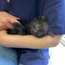 kittens, poes & kater, 10-12 weken