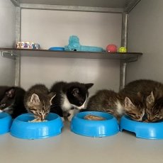 B kittens, poes & kater, 10-11 weken