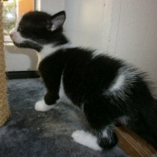 kittens, div, 10 weken
