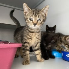 gezellige kittens, poes & kater, 10-11 weken