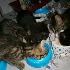 Kittens, beide, 10 weken