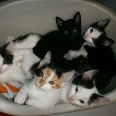 Kittens, poesje en katertjes, 10 weken