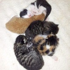 kittens, poes en katers, 6 weken