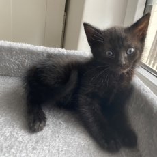 Kunta en Kinte, poes & kater, 11 weken