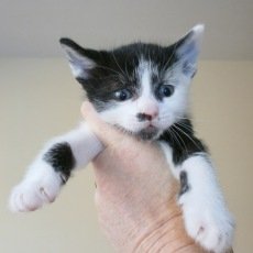 kittens, div, 10 weken