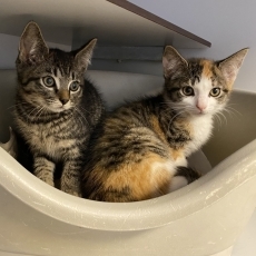 Nilko, Nanette, Nianne en Nanouk, poes & kater, 10 weken