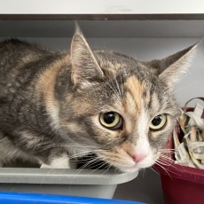 BlauweBeer en KleurMeisje, poes & kater, 2-3 jaar