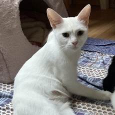 Krijtje, poes, 1 jaar