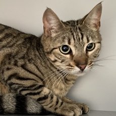Wiskes en Lambiek, kater, 2 jaar