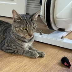 Leela, poes, 1,5 jaar