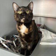 Lexa, poes, 3 jaar