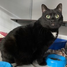 Lien en Miel, poes & kater, 1,5 jaar