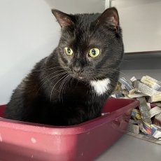 Lien en Miel, poes & kater, 1,5 jaar