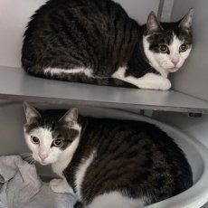 Stu en Lilu, kater, 4 jaar