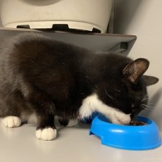 Loet, kater, 14 jaar