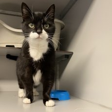 Loet, kater, 14 jaar