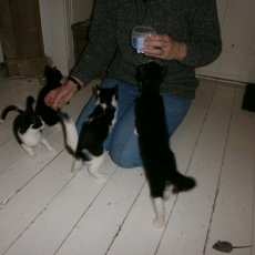 Lua en haar kittens, poes, 1,5 jaar