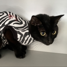 Lua, poes, 1 jaar