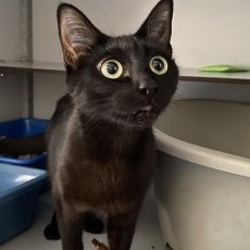Lua, poes, 1 jaar