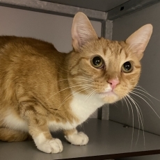 Macys, poes, 6,5 jaar