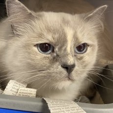 Maio en Milky, poes, 3-4 jaar