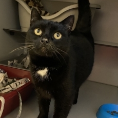 Mali, poes, 8,5 jaar