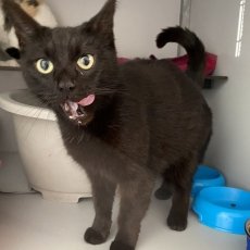 Manon, poes, 4 jaar