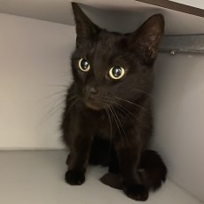 Manon en Pleun, poes, 4 jaar