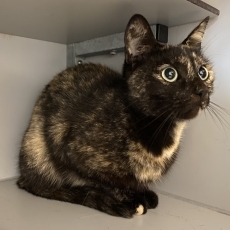 Manonnetje, poes, 3 jaar