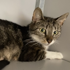 Mirai, poes, 1,5 jaar