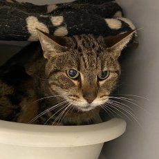 Mauro, kater, 15 jaar