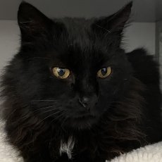 Maxy, kater, ong 8 jaar