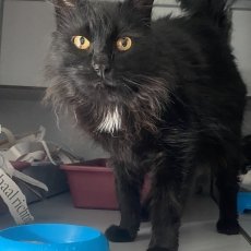 Maxy, kater, ong 8 jaar