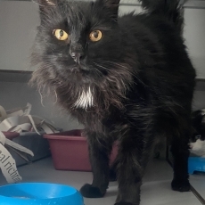 Maxy, kater, ong 8 jaar