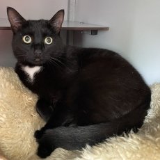 Mayla, poes, 3 jaar