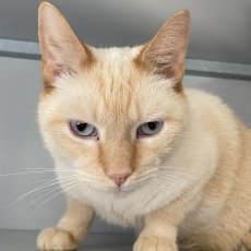Meesje en SiaSeal, poes & kater, 4 jaar