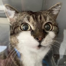 Merels, poes, 12 jaar