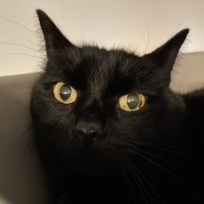 Micks, kater, 10 jaar