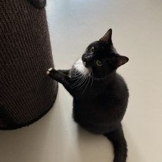Lien en Miel, poes & kater, 1,5 jaar