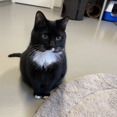 Lien en Miel, poes & kater, 1,5 jaar
