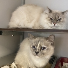 Maio en Milky, poes, 3-4 jaar