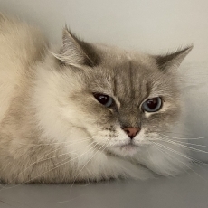 Maio en Milky, poes, 3-4 jaar