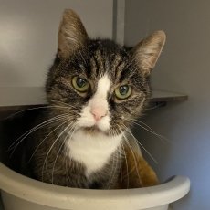 Milous, poes, 12,5 jaar